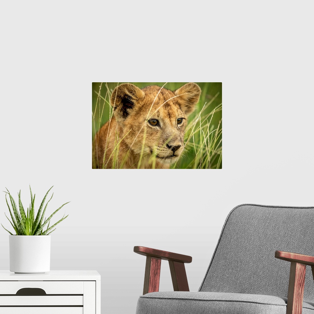 A modern room featuring Close-up of lion cub (panthera leo) looking through grass, Grumeti Serengeti tented camp, Serenge...