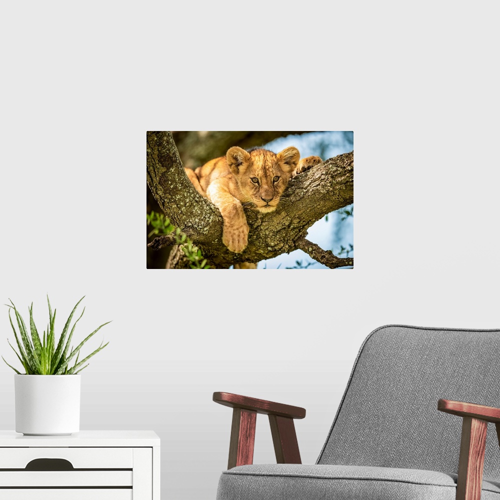 A modern room featuring Lion cub (panthera leo) looks out from lichen-covered branch, Grumeti Serengeti tented camp, Sere...
