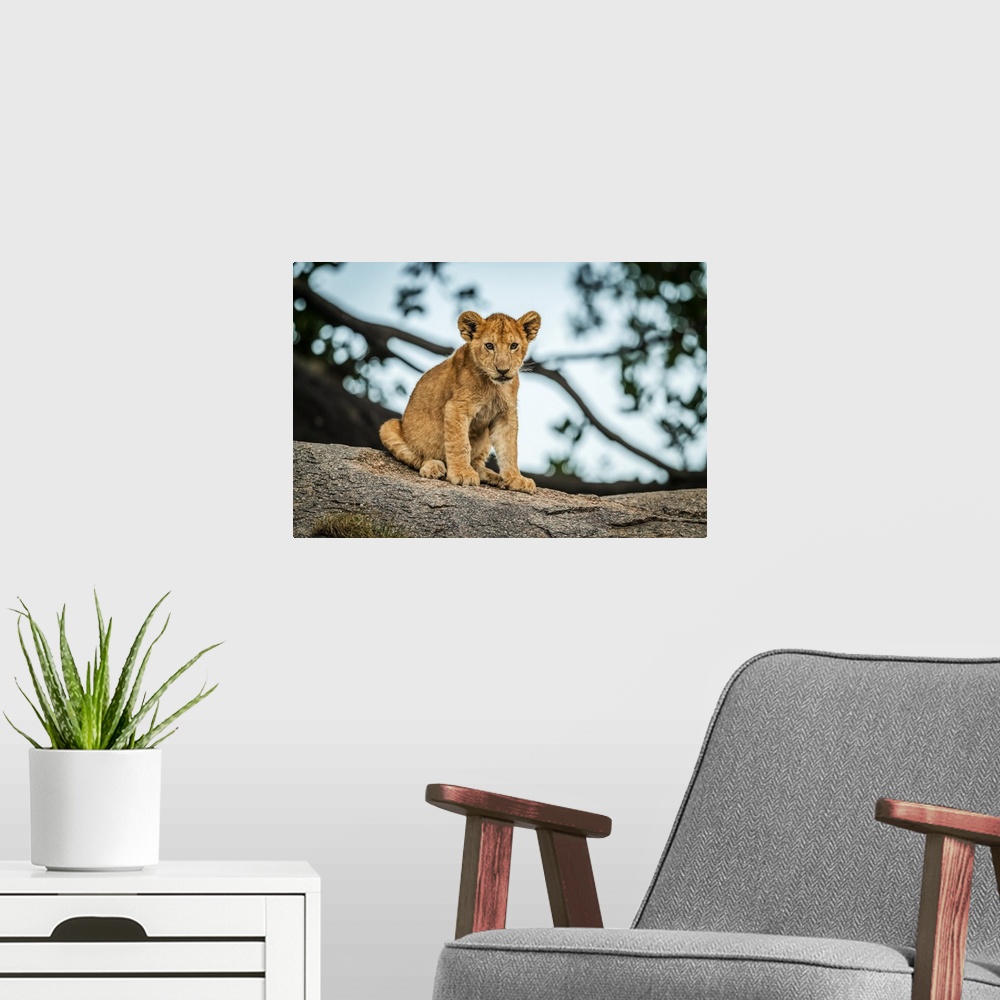 A modern room featuring Lion cub (Panthera leo) sits on rock by tree, Serengeti; Tanzania
