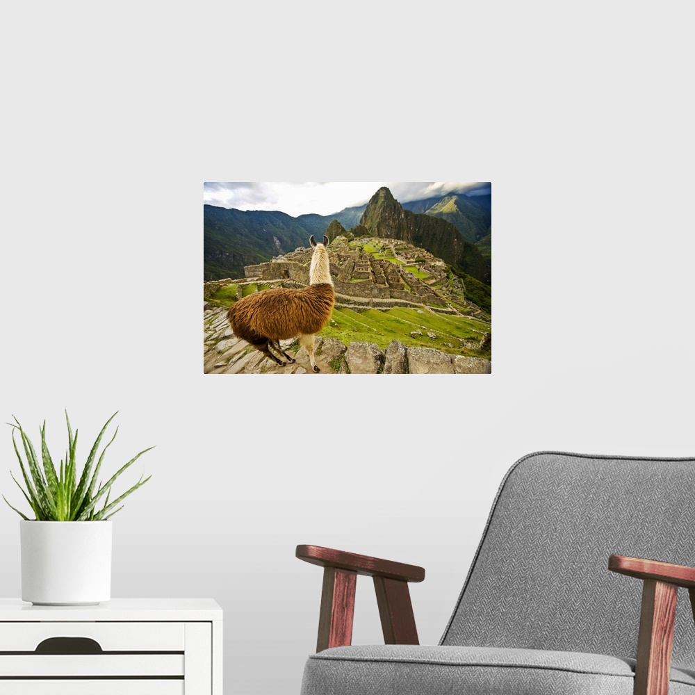 A modern room featuring Llama Looks Over At Reconstructed Stone Buildings On Machu Picchu, Peru