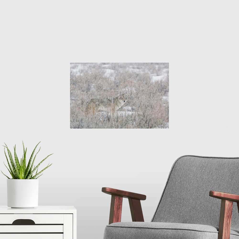 A modern room featuring Lone coyote (Canis latrans) standing in the middle of a field of brush looking at camera through ...