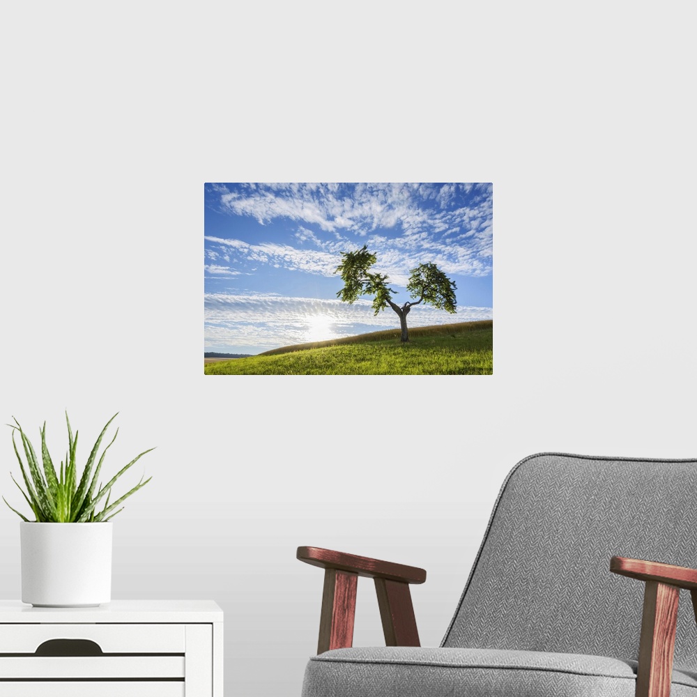 A modern room featuring Lone Tree in Meadow with Sun in Summer, Reichartshausen, Miltenberg District, Bavaria, Germany