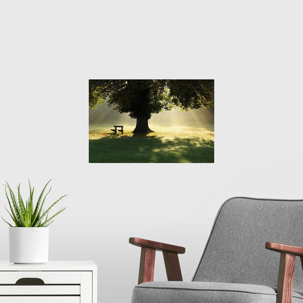 A modern room featuring Lone Tree In Mist And Sunlight; Cahir, County Tipperary, Ireland