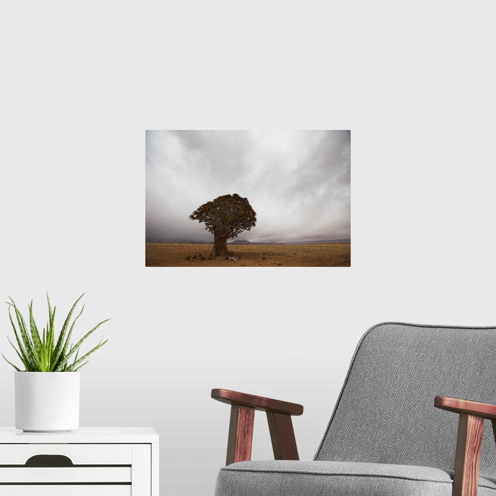 A modern room featuring Lonely Quiver Tree In Cloudy Desert, Namibia