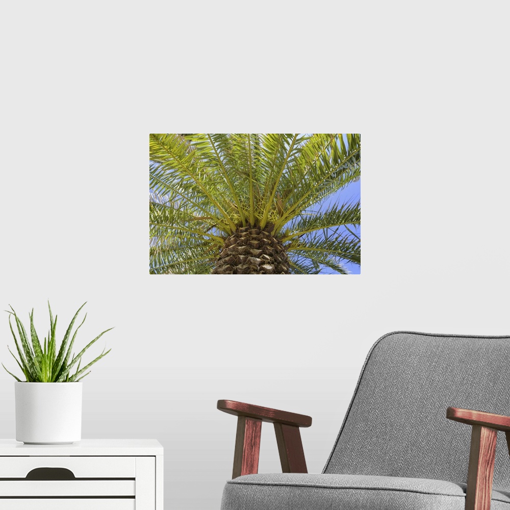 A modern room featuring Low Angle View of Palm Tree in Puerto de la Cruz, Tenerife, Canary Islands, Spain