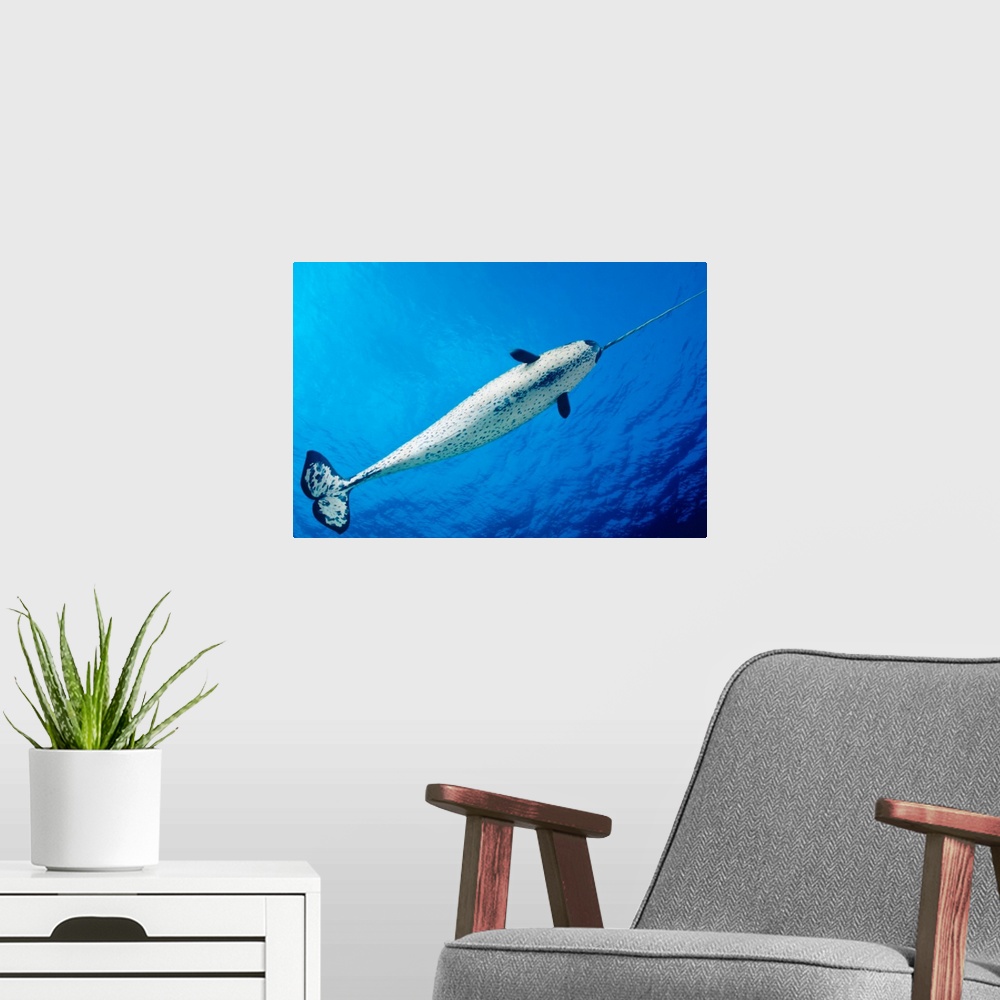 A modern room featuring Male Narwhal (Monodon Monoceros) In Clear Blue Ocean Water Near Surface