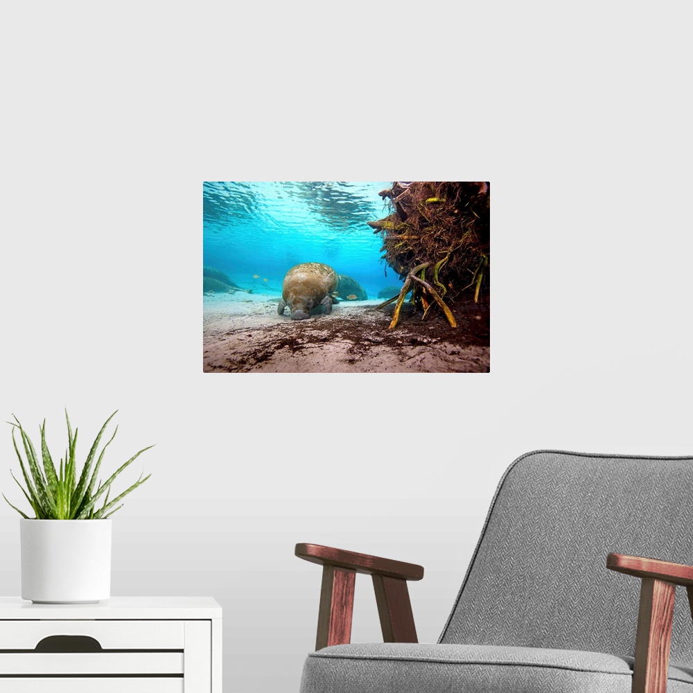 A modern room featuring Manatees swim along the sandy floor of Crystal River.