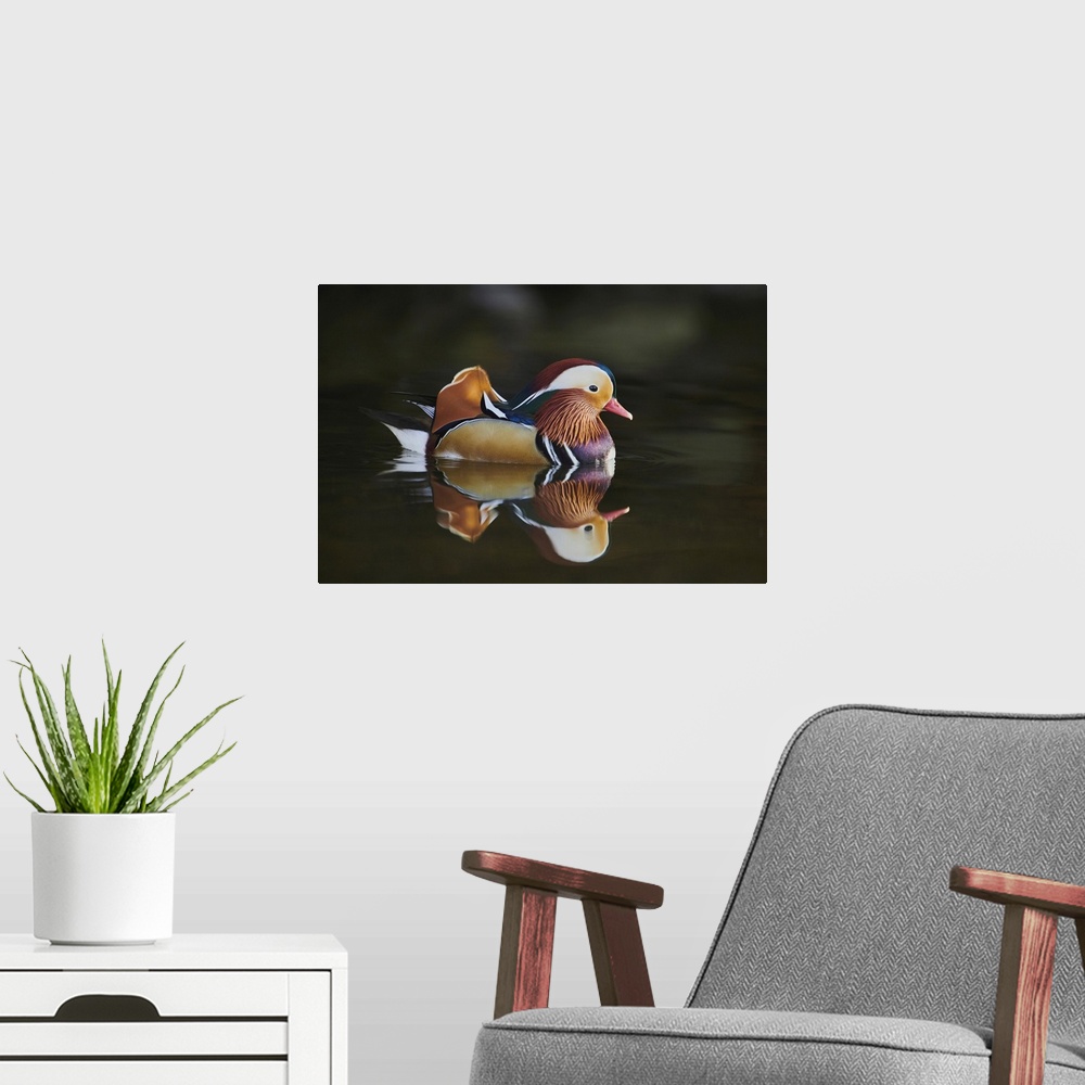 A modern room featuring Mandarin duck (Aix galericulata) male swimming on a lake, Bavaria, Germany