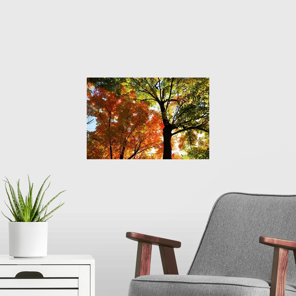 A modern room featuring Maple trees, Acer species, with autumn foliage.