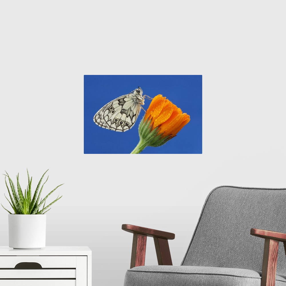 A modern room featuring Marbled White (Melanargia galathea) perched on orange flower in Bavaria, Germany