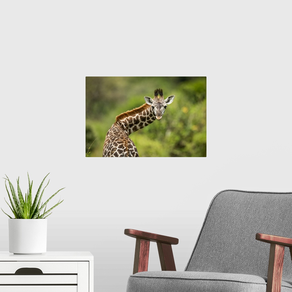 A modern room featuring Close-up of Masai giraffe calf (Giraffa camelopardalis tippelskirchii) twisting neck, Klein's Cam...