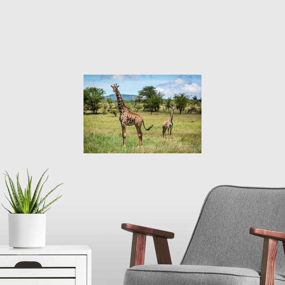 A modern room featuring Masai giraffe (giraffa camelopardalis tippelskirchii) stands with calf in savannah, Klein's camp,...