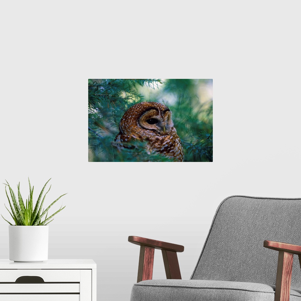 A modern room featuring Mexican Spotted Owl In Tree