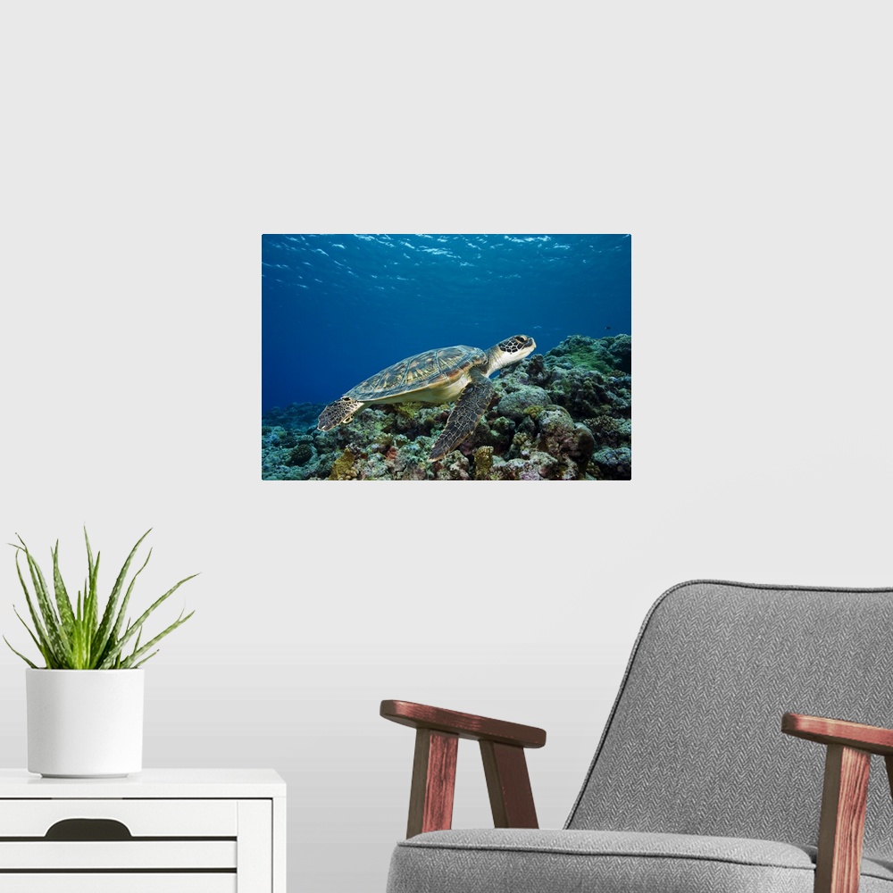 A modern room featuring Micronesia, Yap, Green Sea Turtle (Chelonia Mydas) Over Coral Reef