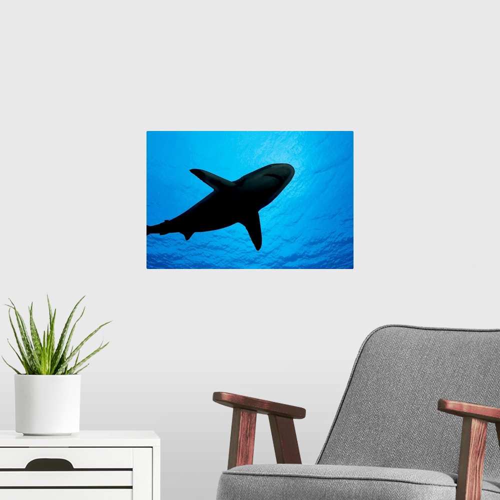 A modern room featuring Micronesia, Yap, Silhouette Of A Grey Reef Shark (Carcharhinus Amblyrhynchos)