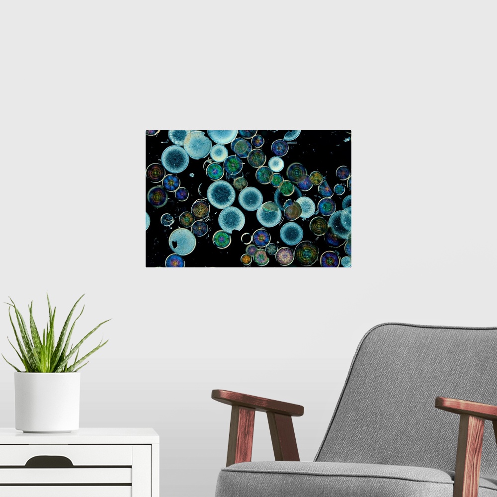 A modern room featuring Microscopic view of diatoms.