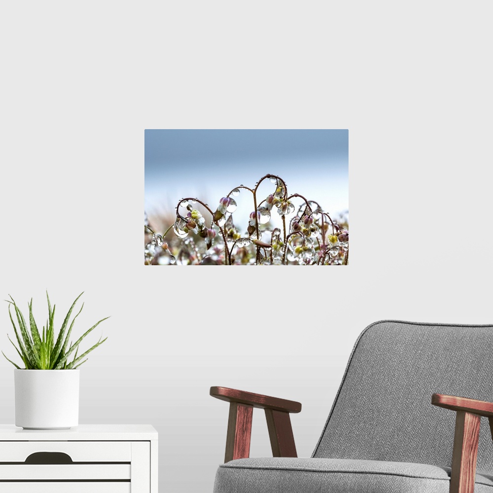 A modern room featuring Mist collects on saxifrage blossoms; Elsie, Oregon, United States of America