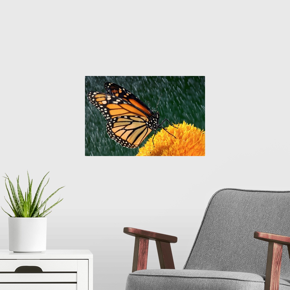A modern room featuring Monarch Butterfly In Rain On Sunflower, Nova Scotia, Canada