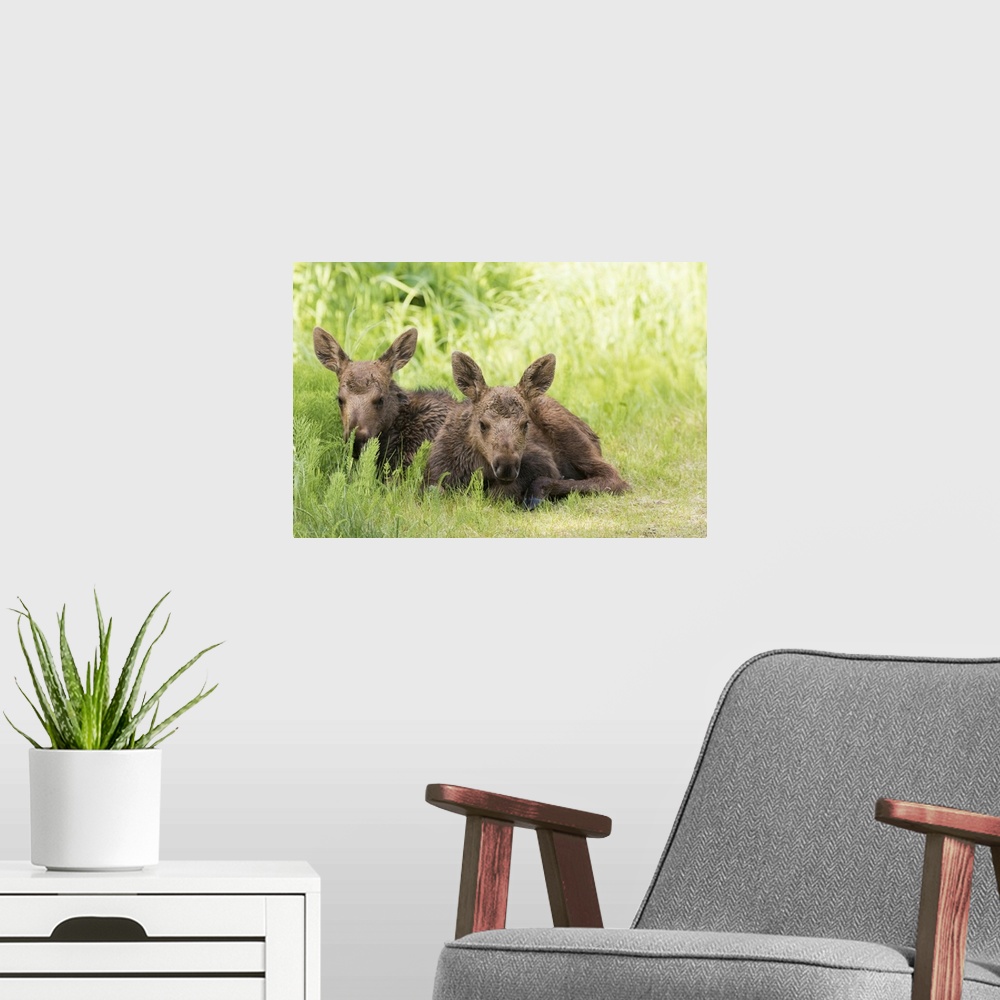 A modern room featuring Moose (alces alces) calves laying together while their mother feeds nearby, south-central Alaska....