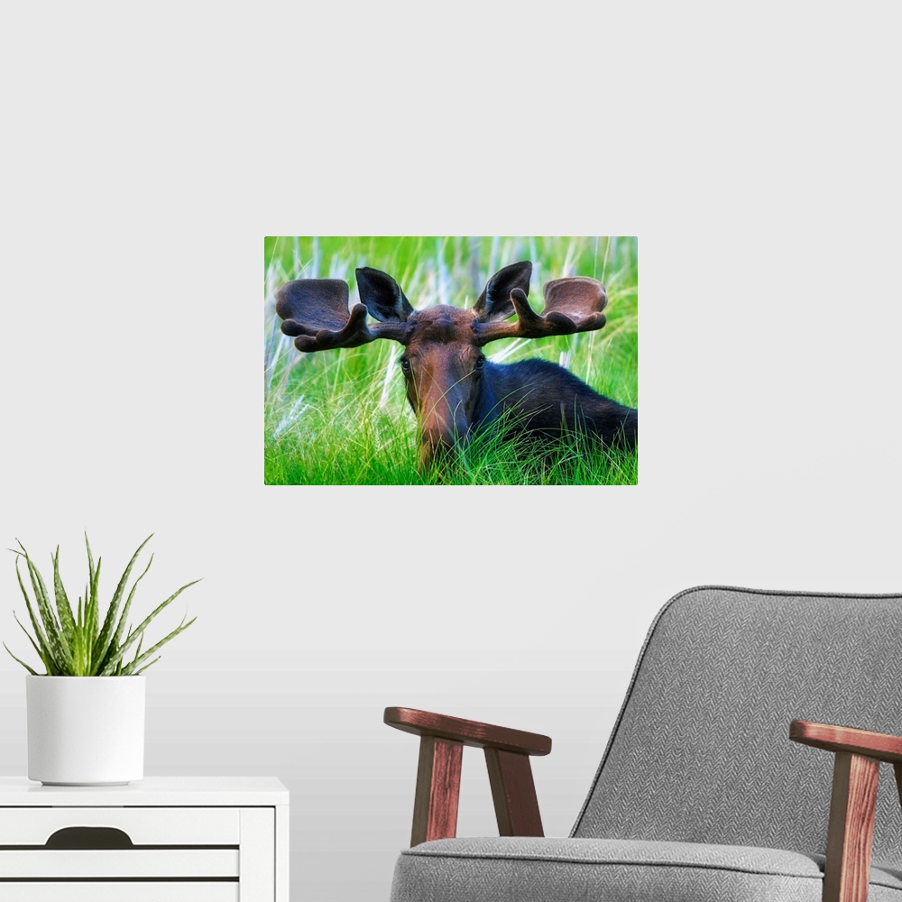 A modern room featuring Moose Sitting In A Green Field Of Grass