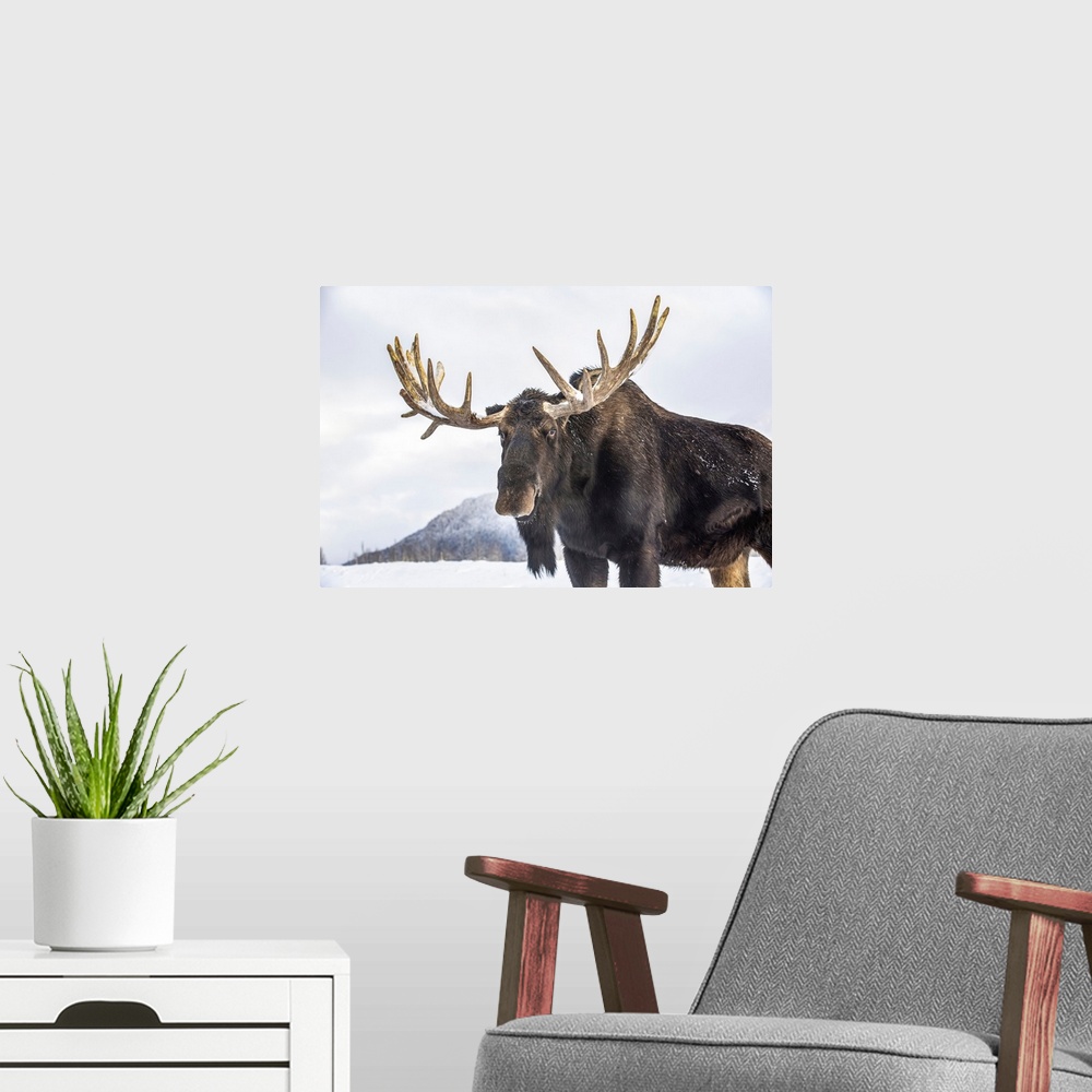 A modern room featuring Mature bull moose (alces alces) with antlers shed of velvet standing in snow, Alaska wildlife con...