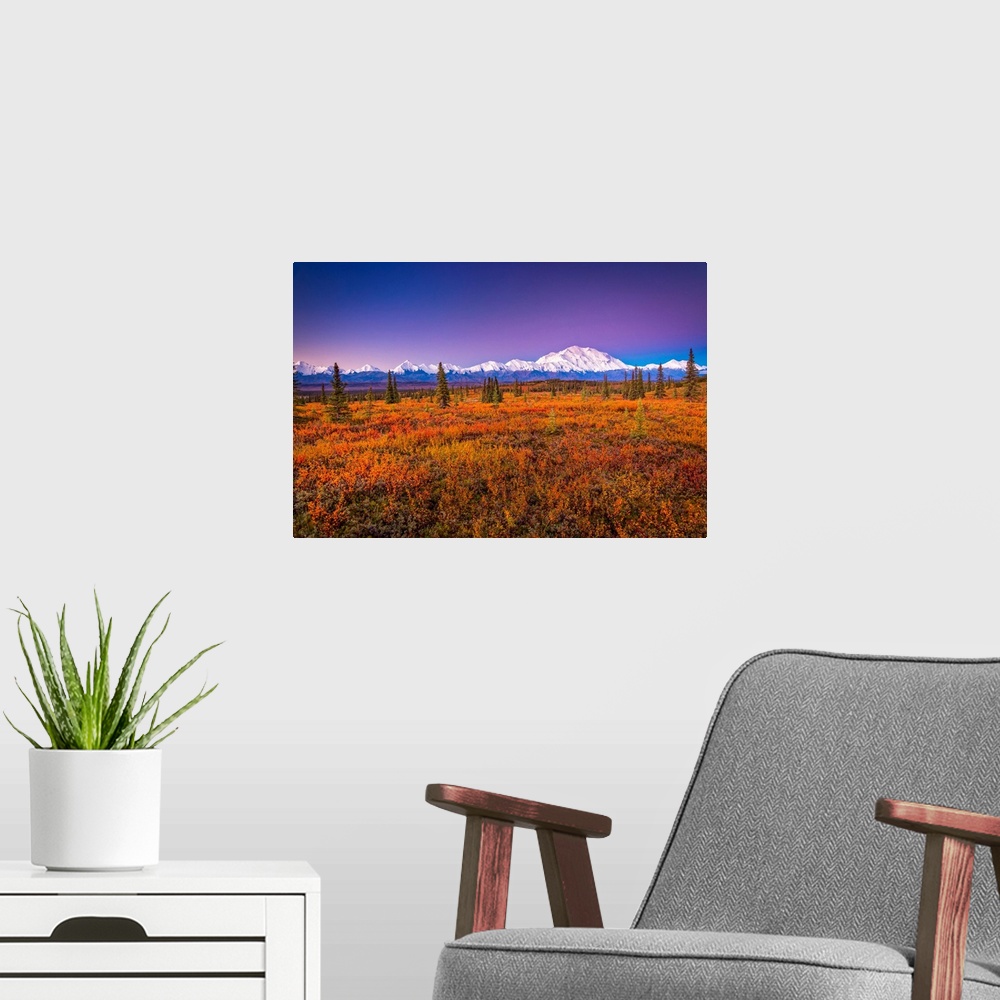 A modern room featuring Mount Denali (McKinley) glow at sunrise. Autumn coloured tundra in the foreground in Denali Natio...