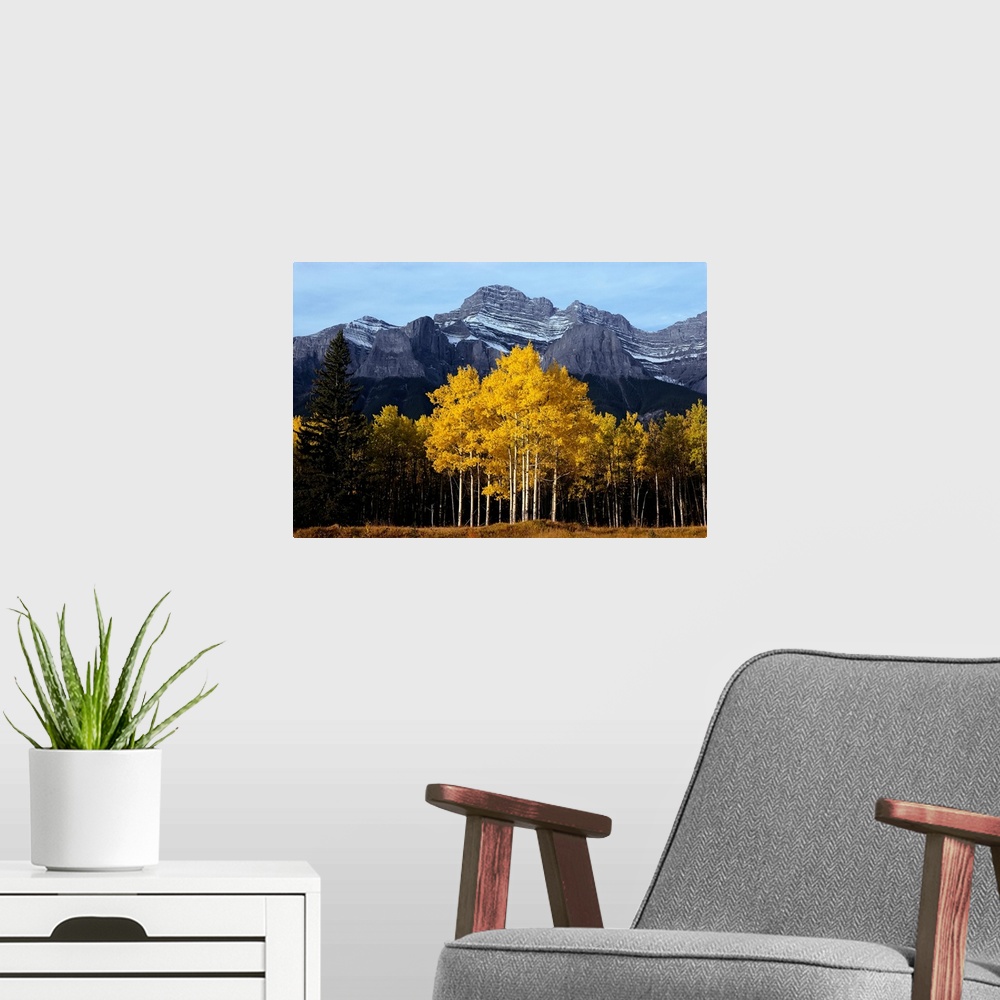A modern room featuring Mt. Rundle and Aspens in Autumn Banff National Park, Alberta Canada