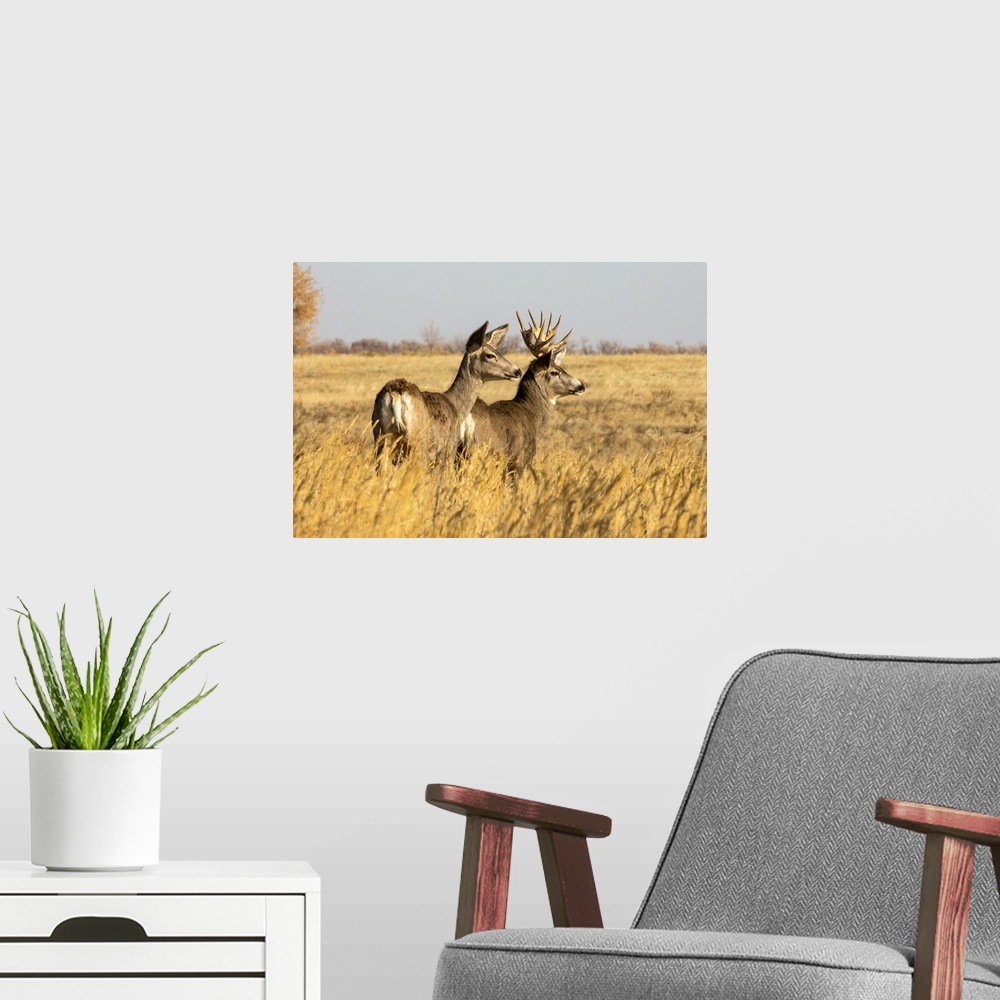 A modern room featuring Mule deer buck and doe (Odocoileus hemionus) standing in grass; Steamboat Springs, Colorado, Unit...