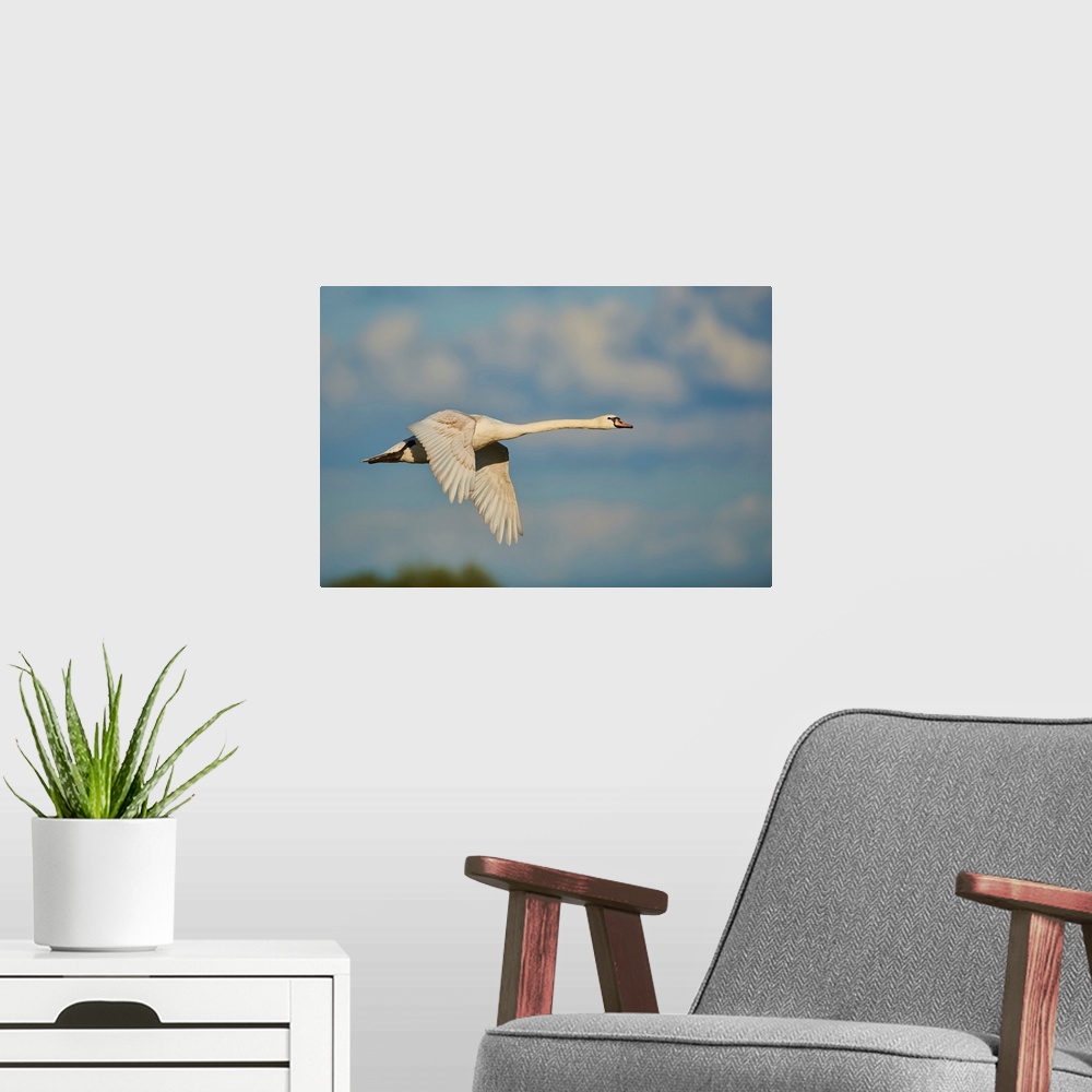 A modern room featuring Mute swan flying in the sky with coloured clouds, Bavarian Forest, Bavaria, Germany