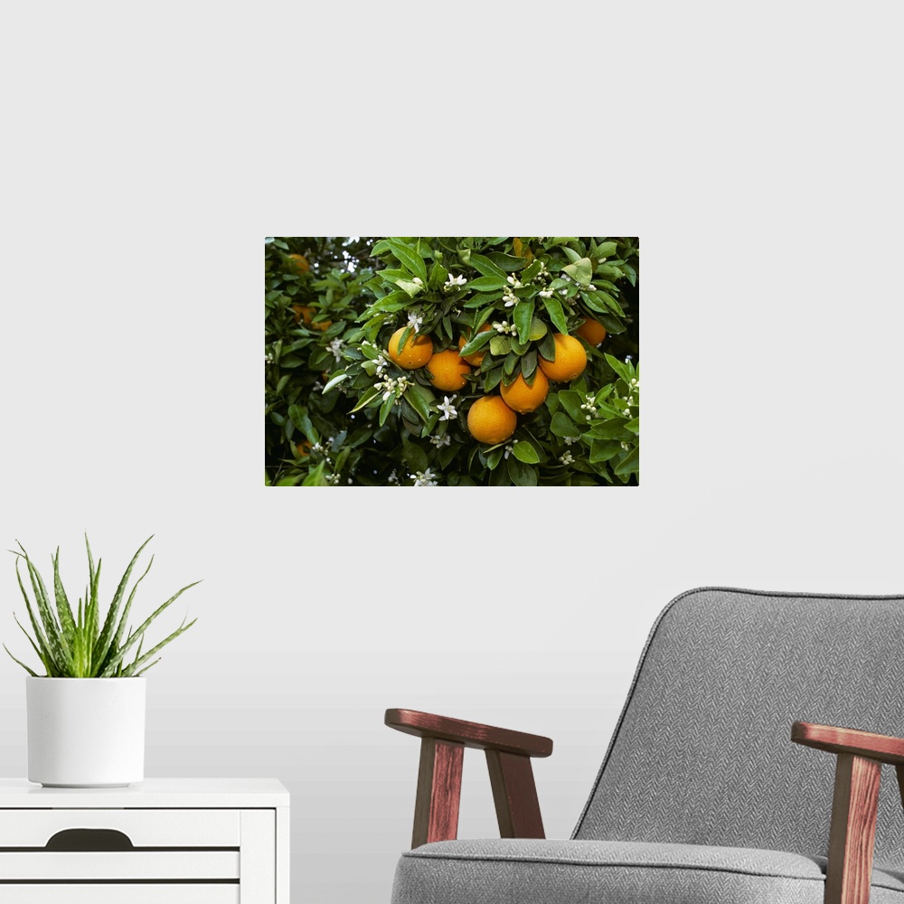 A modern room featuring Navel oranges on the tree with blossoms, Porterville, California