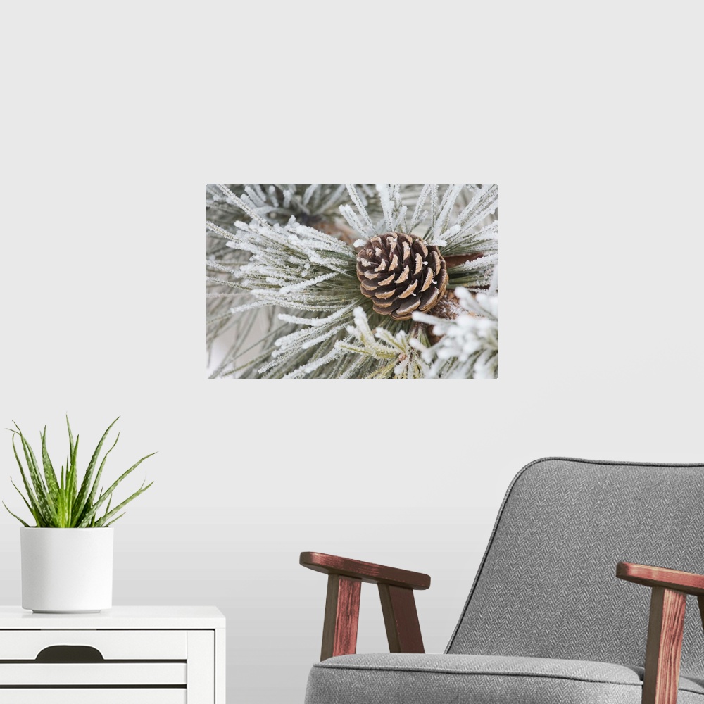 A modern room featuring Needles Of A Pine Tree And A Pine Cone Covered In Frost, Calgary, Alberta, Canada