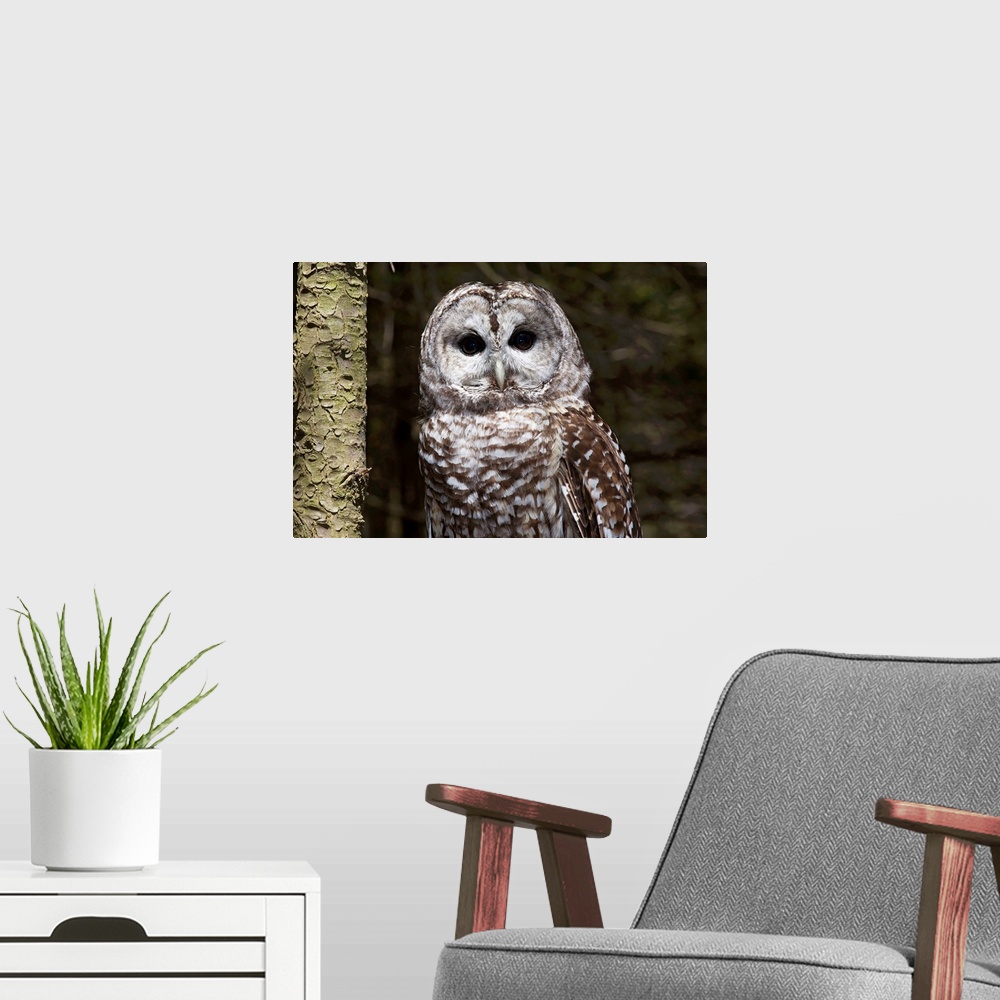 A modern room featuring Northern barred owl perched on birch limb, Connecticut