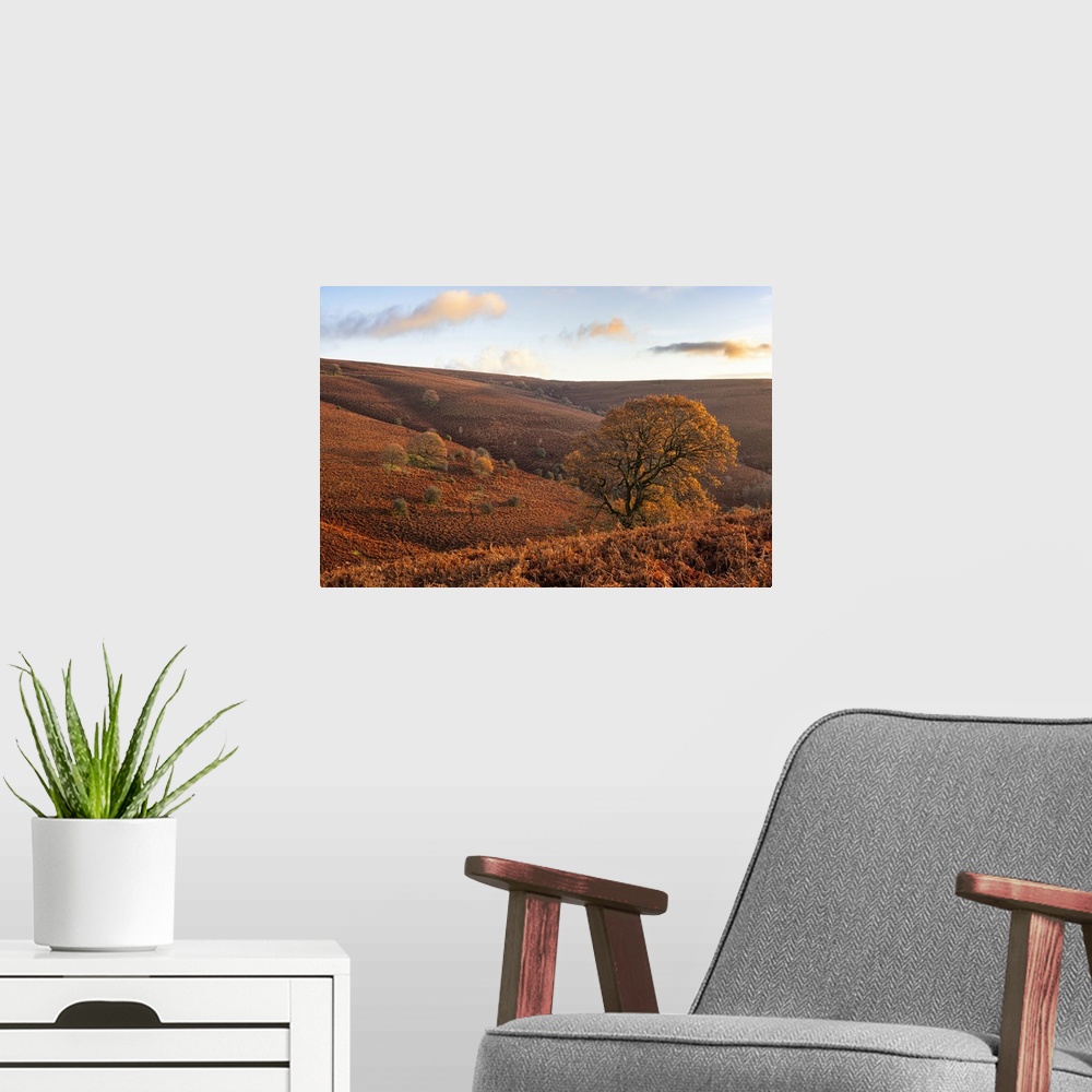 A modern room featuring Oak tree on the slopes of the Sugar loaf at Abergavenny in South Wales.