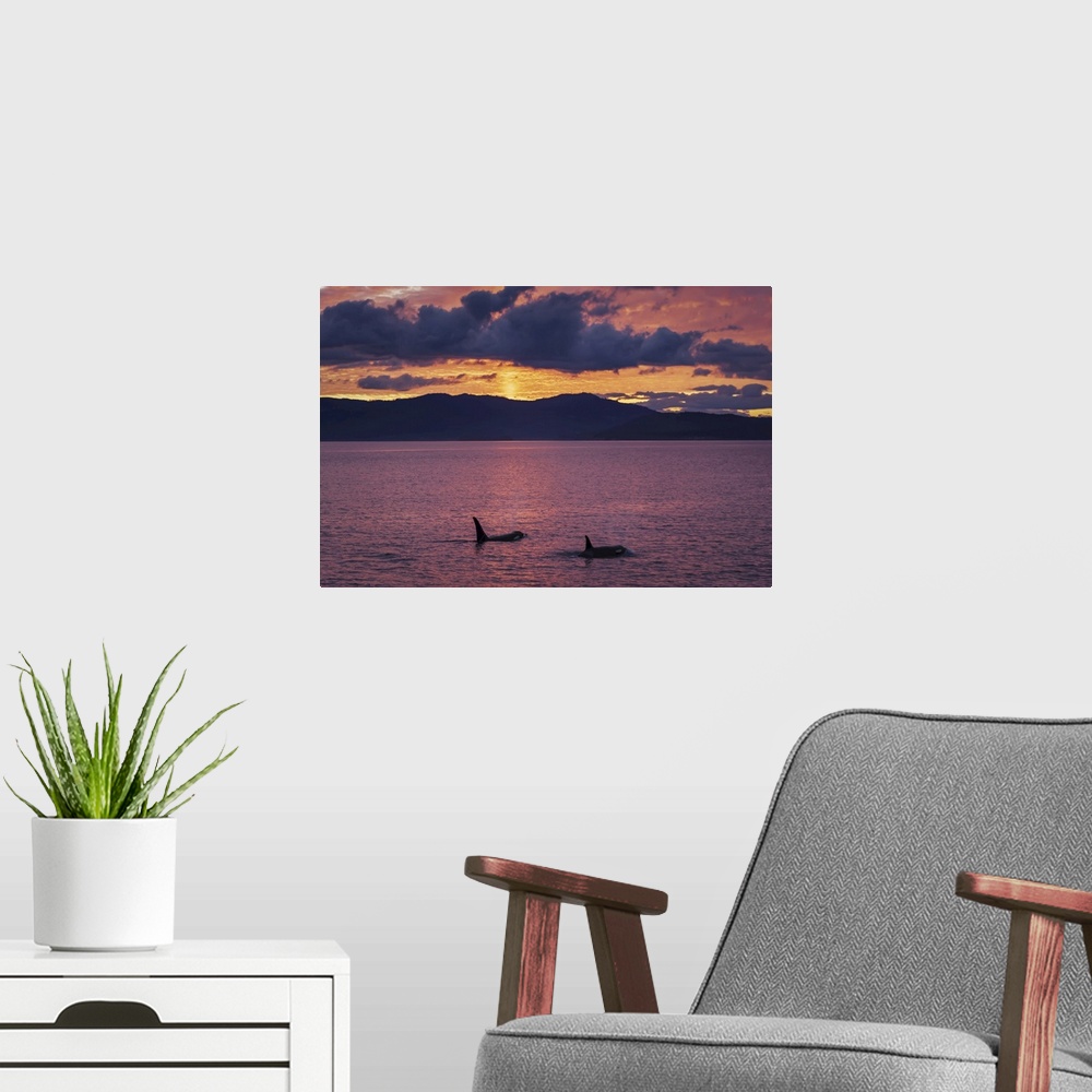 A modern room featuring Bigg's Killer whales or Orca (Orcinus orca) swim toward a colorful sunset in the San Juan Islands...