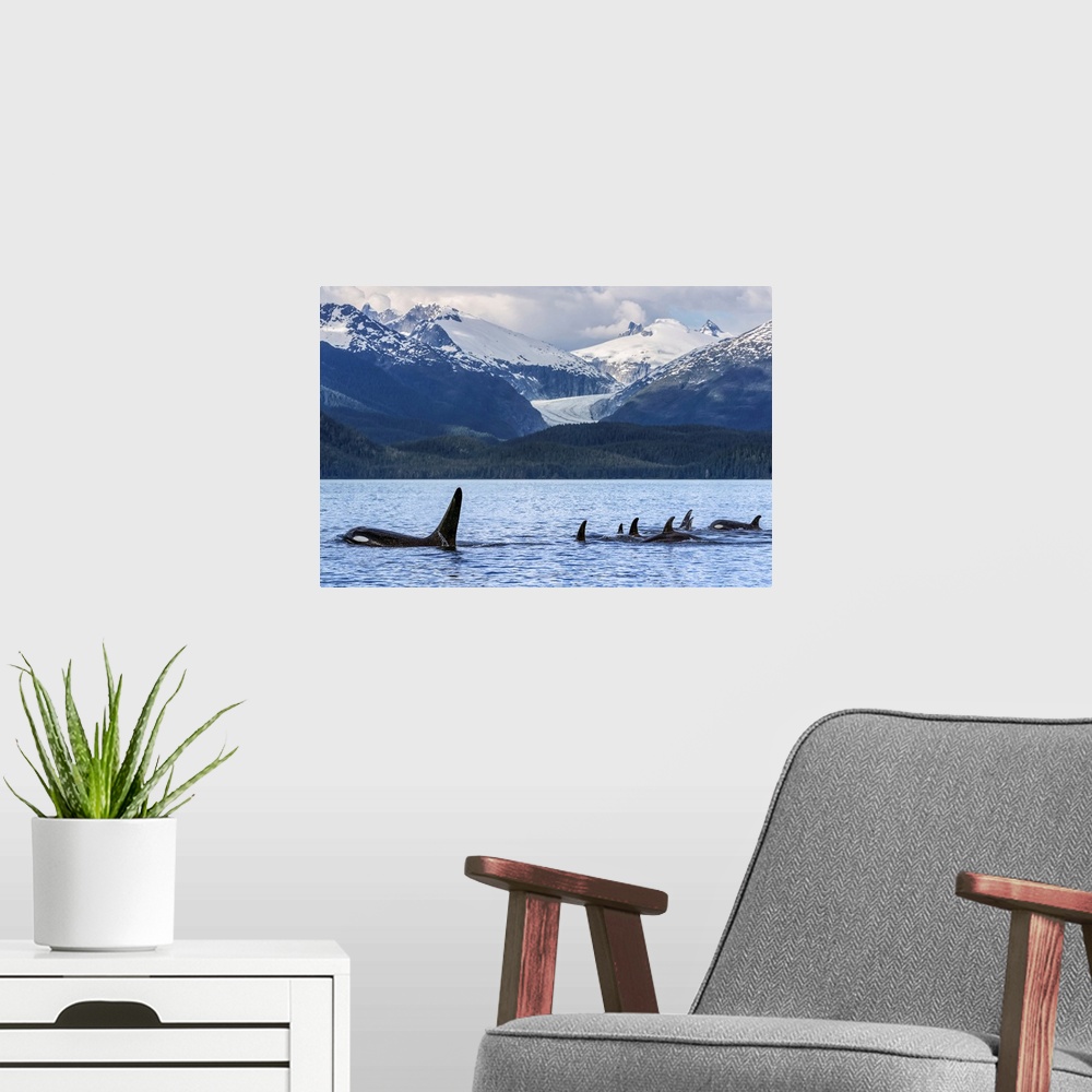 A modern room featuring Orca Whale Pod In Lynn Canal With Eagle Glacier And Coast Range, Alaska