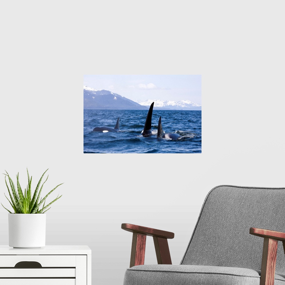 A modern room featuring Orca Whales surface in Lynn Canal with Chilkat Mountains in the distance, Alaska