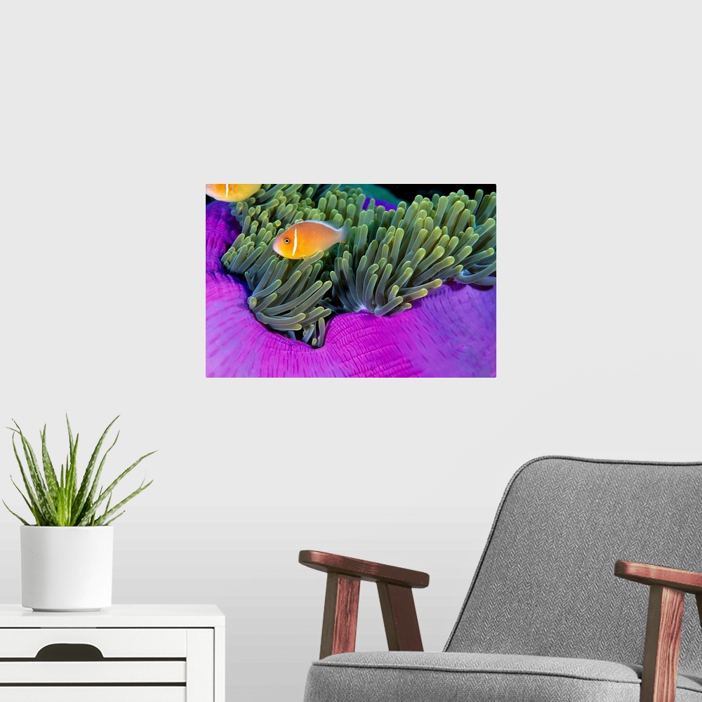 A modern room featuring Palau, Anemonefish In Pink Anemone