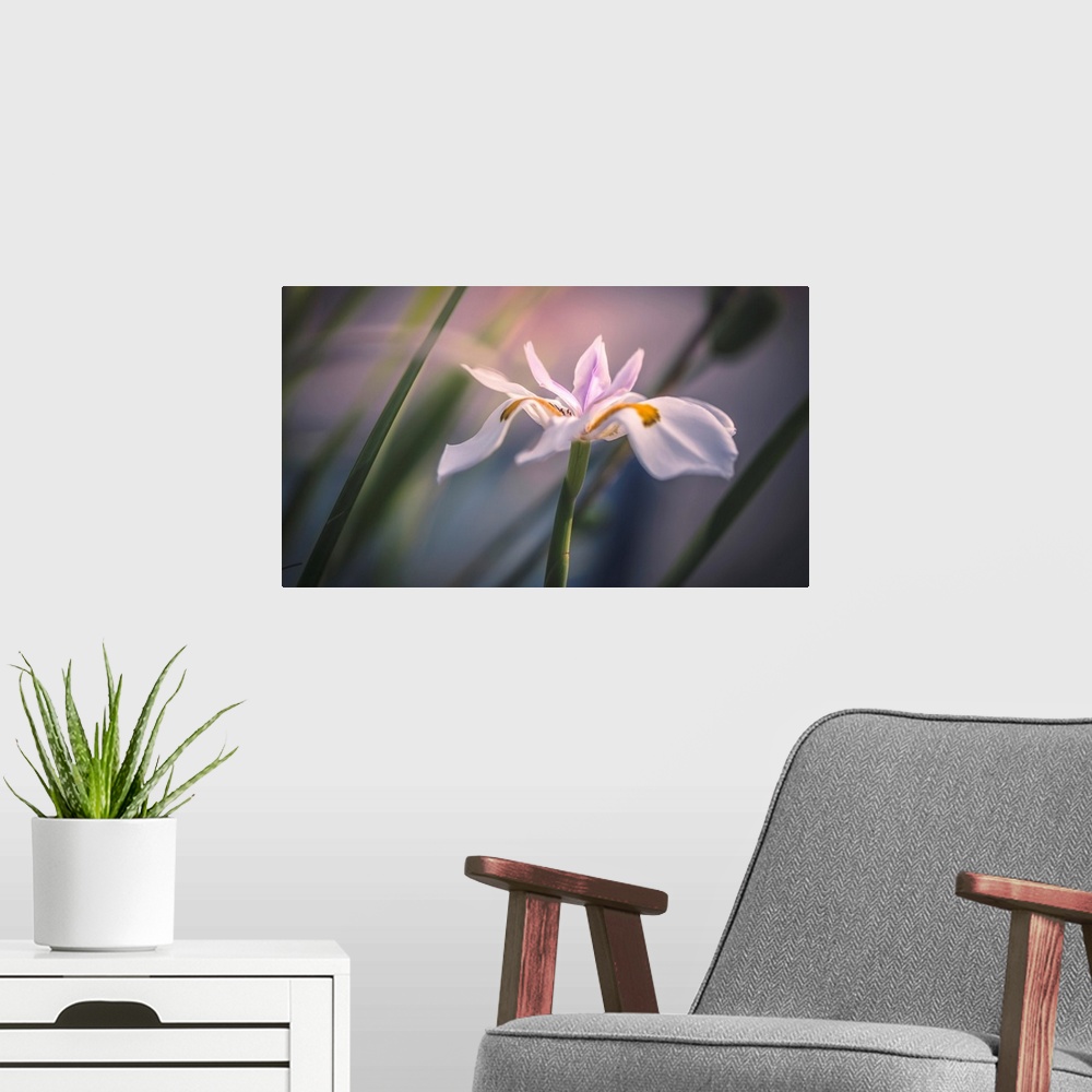 A modern room featuring Palestine Lily. Sharon Valley, Israel.