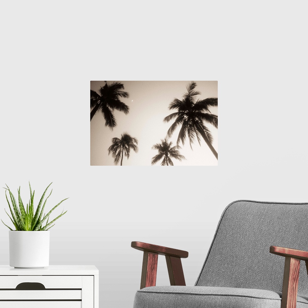A modern room featuring Palm trees silhouetted against evening sky, Small crescent moon