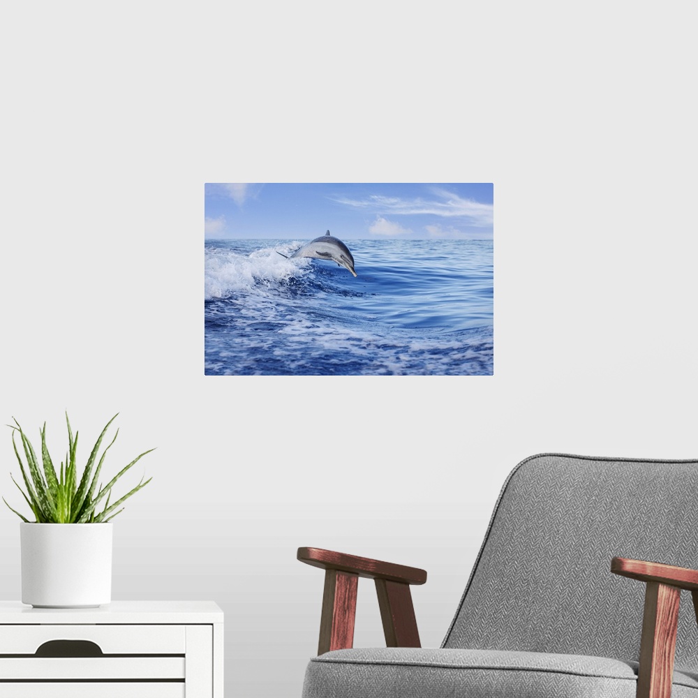 A modern room featuring Pantropical spotted dolphin (Stenella attenuata) leaping out of the Pacific Ocean, Hawaii, United...