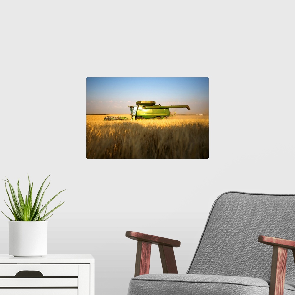 A modern room featuring Paplow Harvesting Company custom combines a wheat field, near Ray, North Dakota