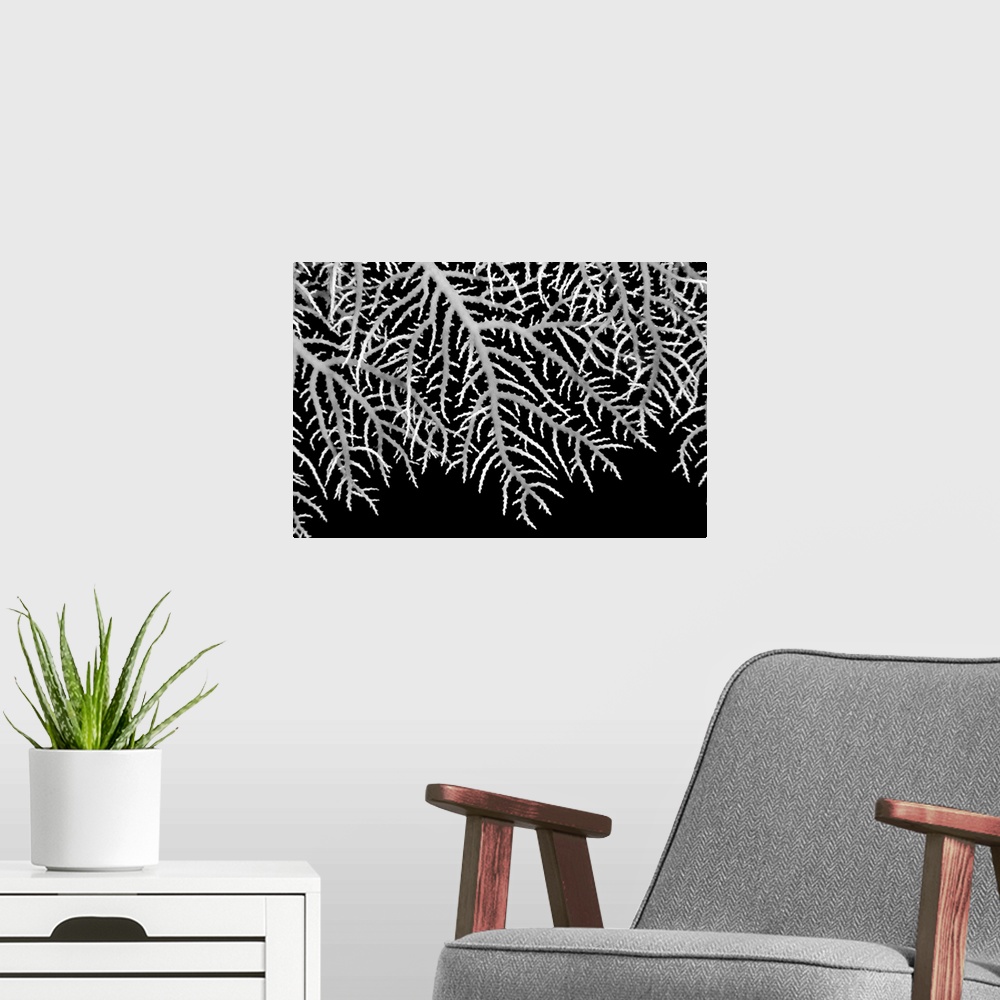 A modern room featuring Papua New Guinea, Close-Up Of Lace Coral