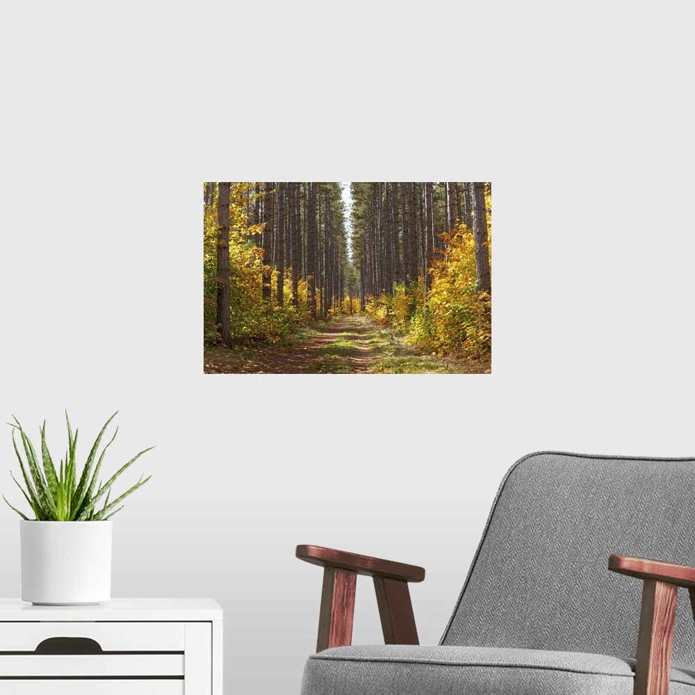 A modern room featuring Path Into The Forest In Autumn; Sault St. Marie, Ontario, Canada