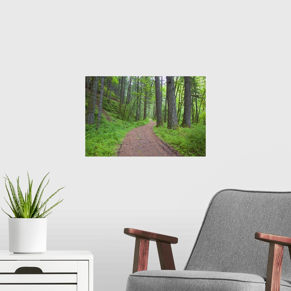 A modern room featuring Path Running Through The Forest, Columbia River Gorge National Scenic Area, Oregon