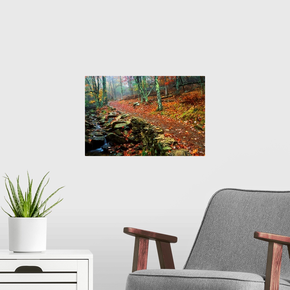 A modern room featuring Path Through Forest, Shenandoah National Park, Virginia