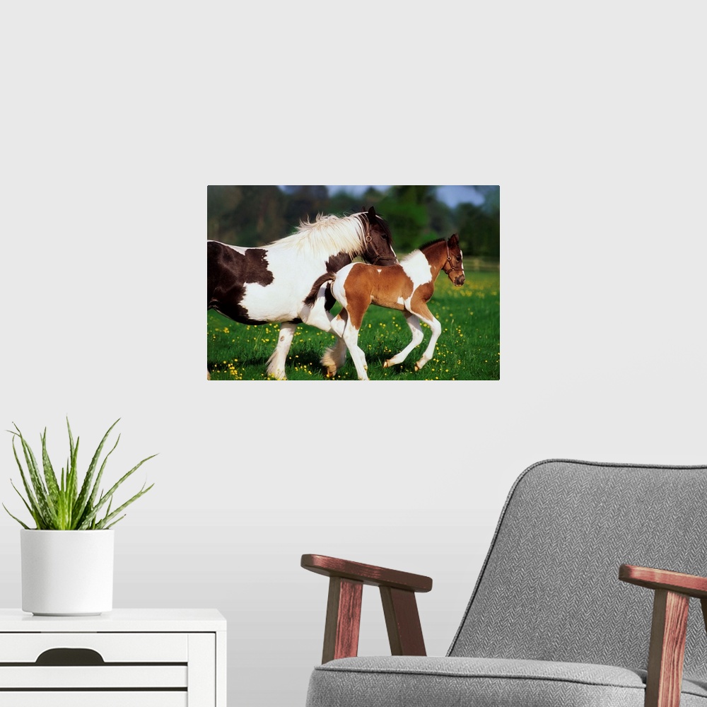 A modern room featuring Piebald Mare And Foal