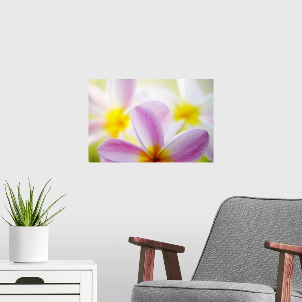 A modern room featuring Pink Plumeria Flowers With Yellow Centers