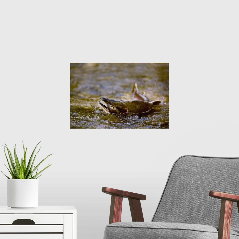 A modern room featuring Pink Salmon Struggling To Return To Their Spawning Stream; British Columbia, Canada