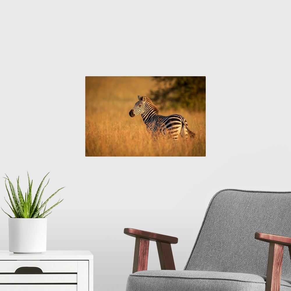 A modern room featuring Plains zebra (Equus quagga) stands in grass watching camera, Serengeti National Park; Tanzania