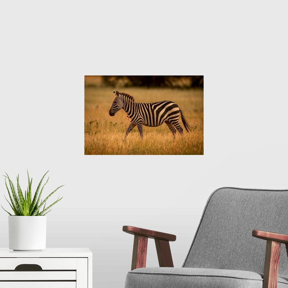 A modern room featuring Plains zebra (Equus burchellii) walks rim lit by sunset, Grumeti Serengeti Tented Camp, Serengeti...